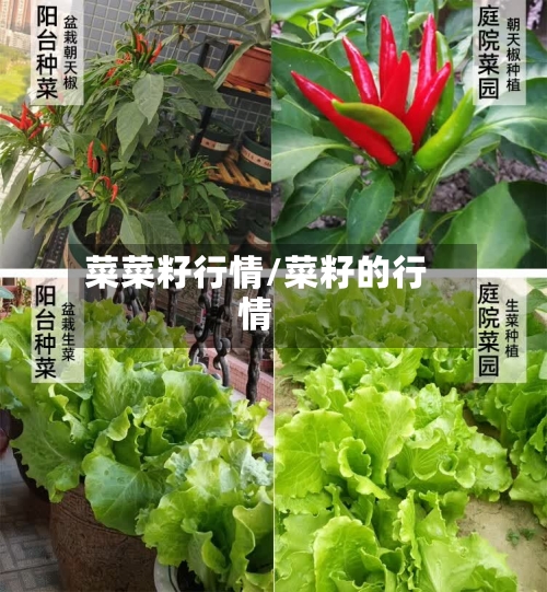 菜菜籽行情/菜籽的行情