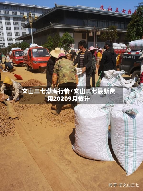 文山三七渤海行情/文山三七最新费用20209月估计-第3张图片
