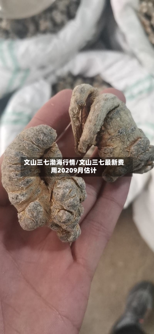 文山三七渤海行情/文山三七最新费用20209月估计-第2张图片