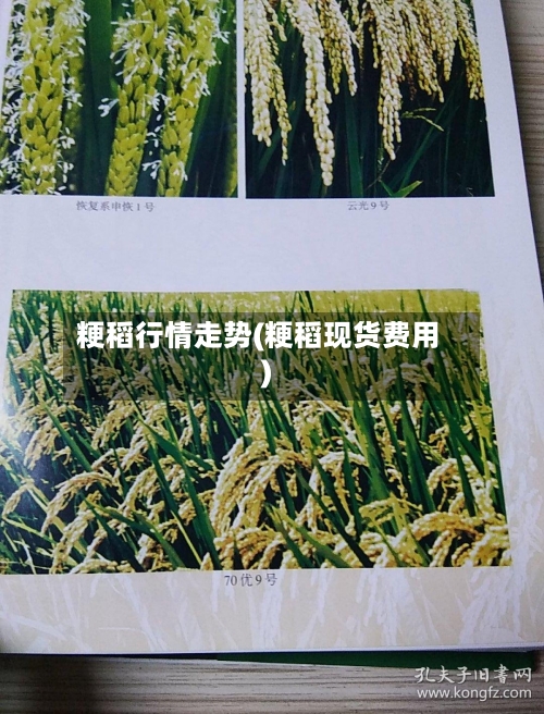 粳稻行情走势(粳稻现货费用)