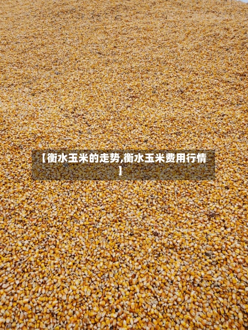 【衡水玉米的走势,衡水玉米费用行情】-第2张图片