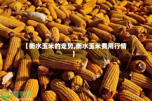 【衡水玉米的走势,衡水玉米费用行情】