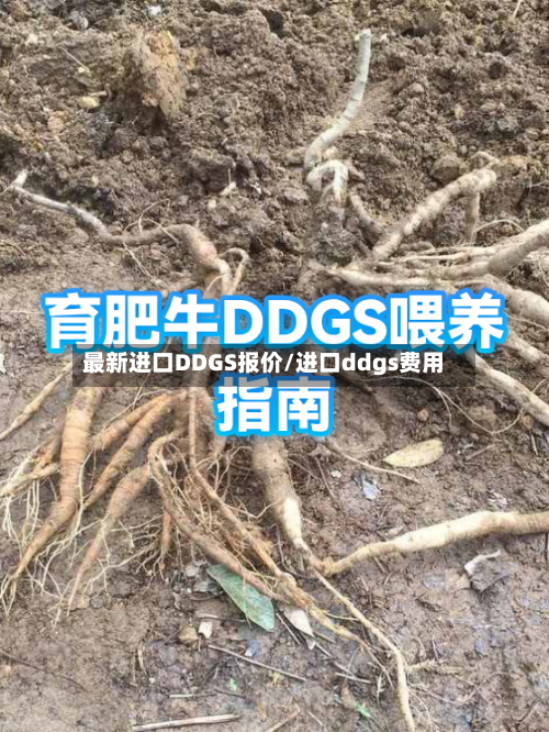 最新进口DDGS报价/进口ddgs费用-第2张图片