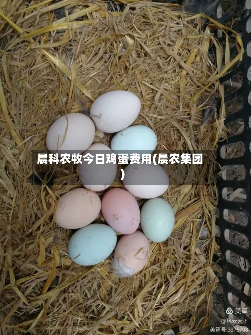 晨科农牧今日鸡蛋费用(晨农集团)